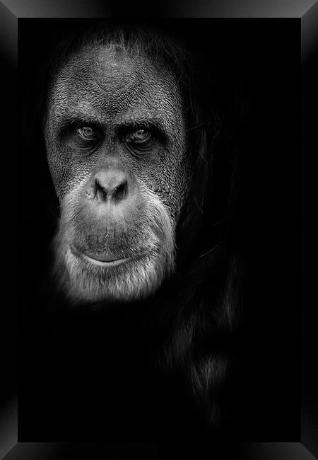 Orangutan Framed Print by chris smith