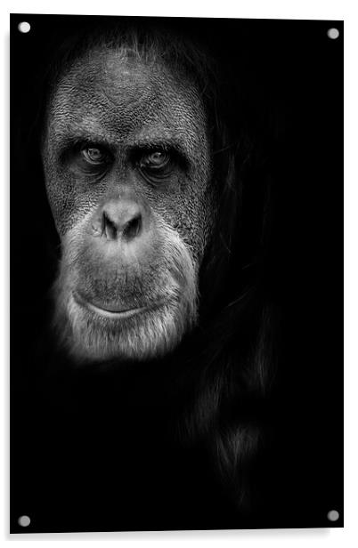 Orangutan Acrylic by chris smith