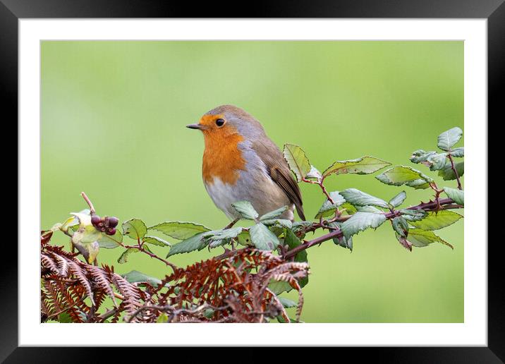 Christmas robin Framed Mounted Print by kathy white