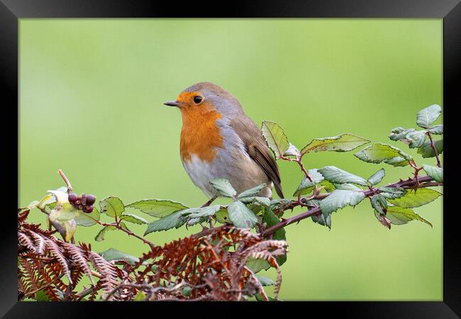 Christmas robin Framed Print by kathy white