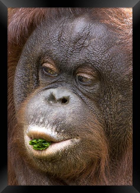 Orangutan Framed Print by Mike Gorton