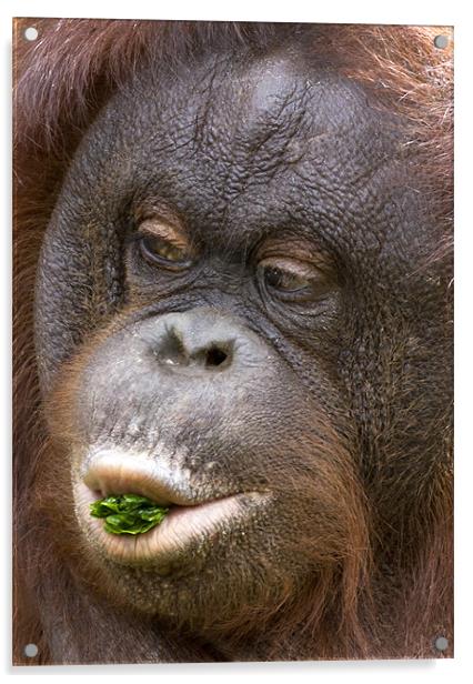 Orangutan Acrylic by Mike Gorton
