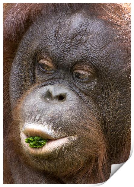 Orangutan Print by Mike Gorton