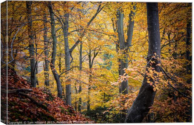 golden autumnal trees leaves and colours  Canvas Print by Tom Hibberd
