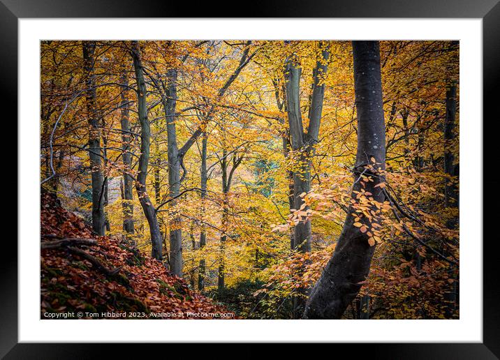 golden autumnal trees leaves and colours  Framed Mounted Print by Tom Hibberd