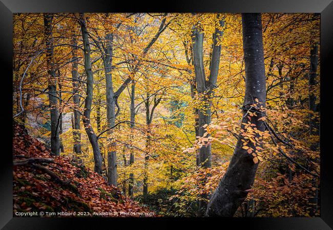 golden autumnal trees leaves and colours  Framed Print by Tom Hibberd