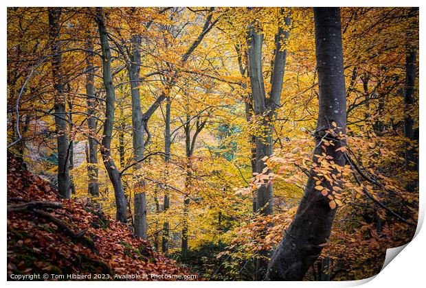 golden autumnal trees leaves and colours  Print by Tom Hibberd
