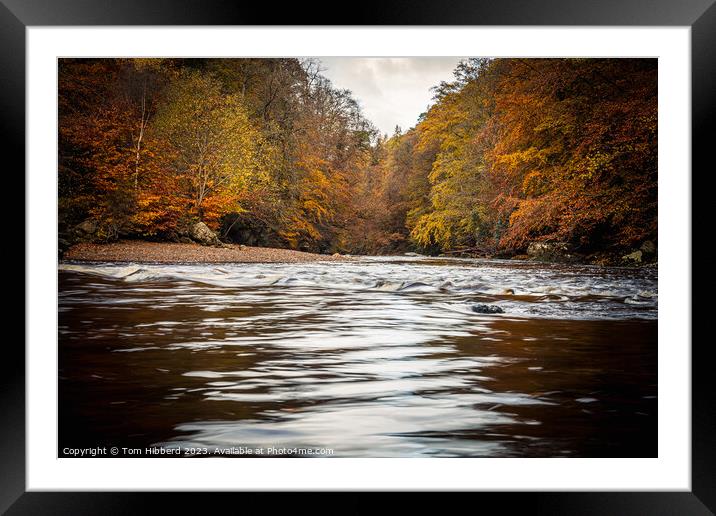 autumn colours, trees, river, Framed Mounted Print by Tom Hibberd