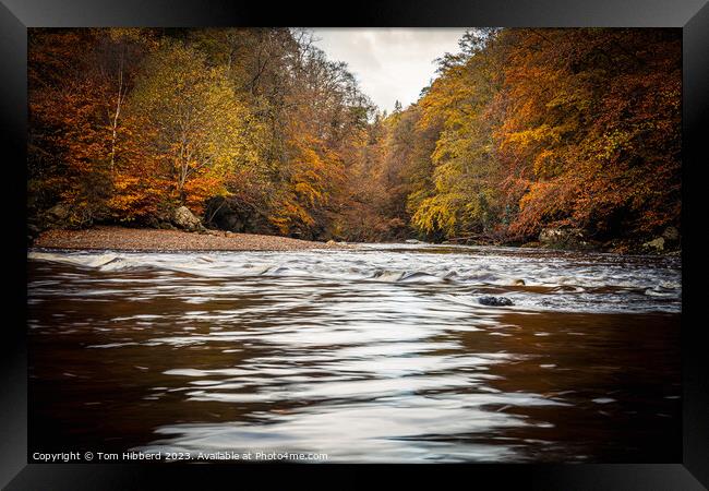 autumn colours, trees, river, Framed Print by Tom Hibberd