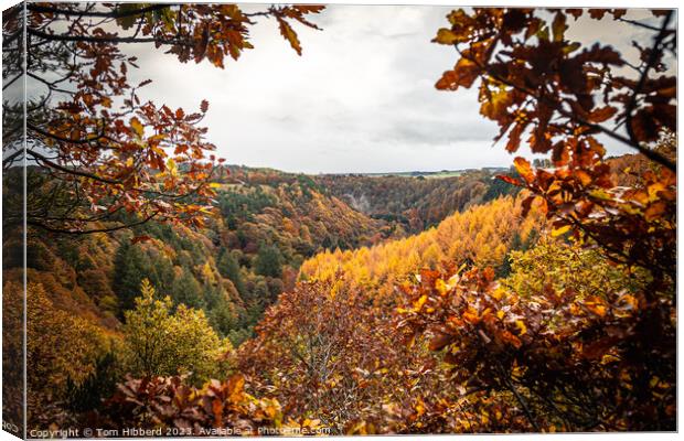 forest of colour Canvas Print by Tom Hibberd