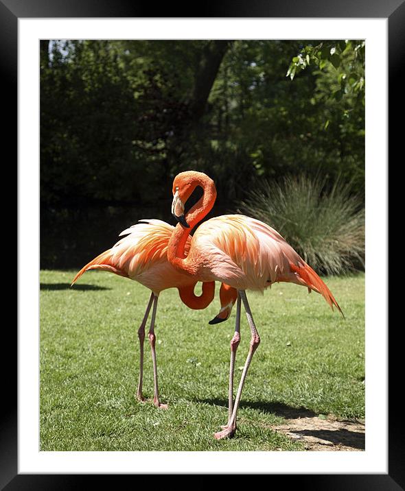 flamingos Framed Mounted Print by david harding