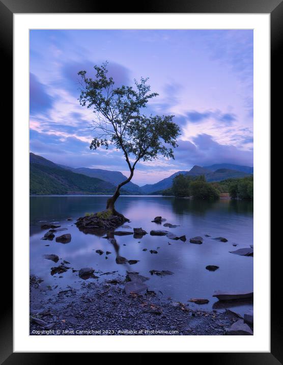 Portrait of the Lone Tree of Llanberis Framed Mounted Print by Janet Carmichael