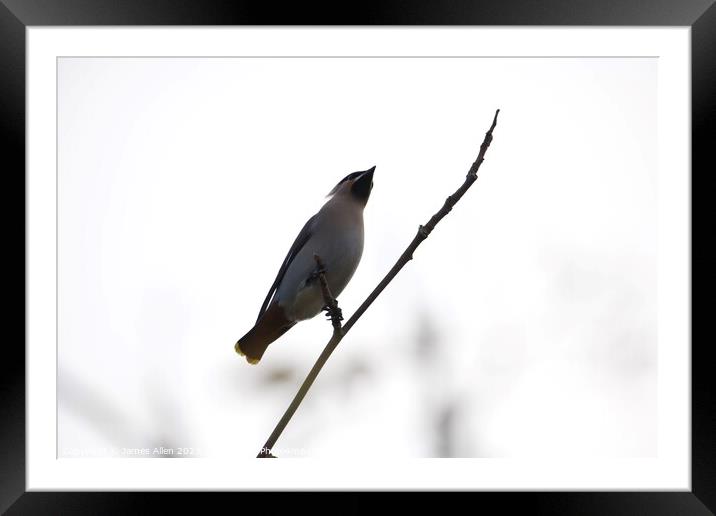 Waxwings Framed Mounted Print by James Allen