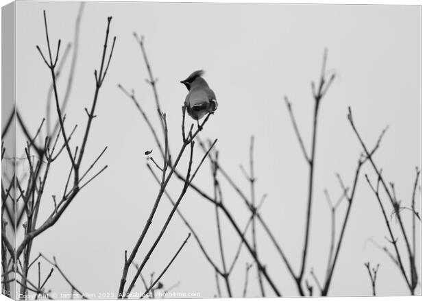 Waxwings Canvas Print by James Allen