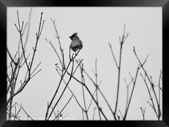 Waxwings Framed Print by James Allen