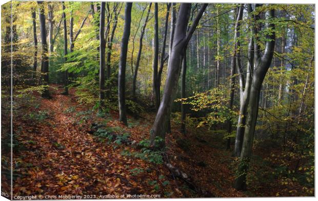 Autumn woodland Canvas Print by Chris Mobberley