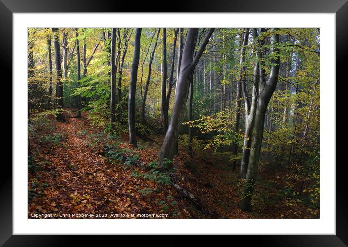 Autumn woodland Framed Mounted Print by Chris Mobberley