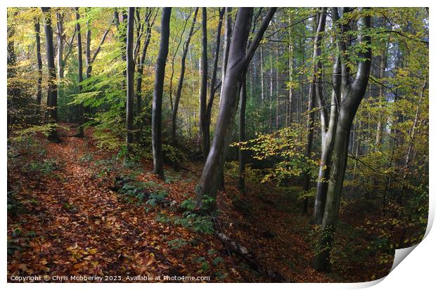 Autumn woodland Print by Chris Mobberley