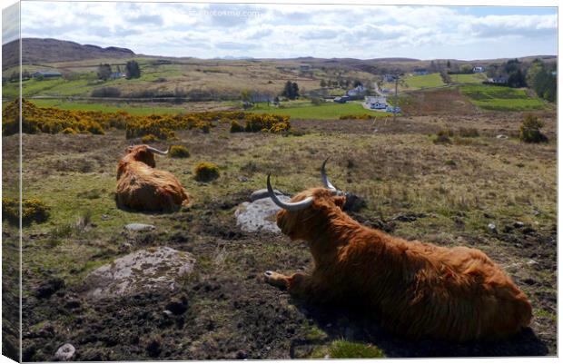 Time to relax - Highland cattle at Laide, Wester R Canvas Print by Phil Banks