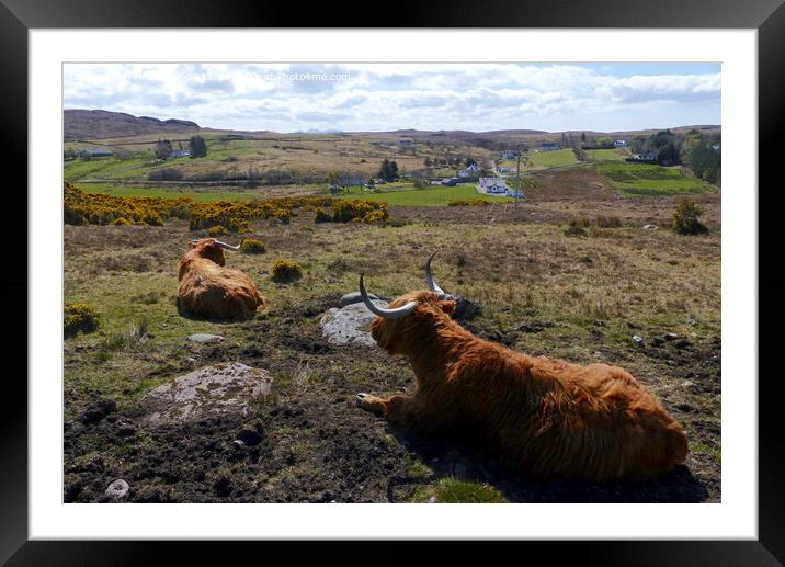 Time to relax - Highland cattle at Laide, Wester R Framed Mounted Print by Phil Banks