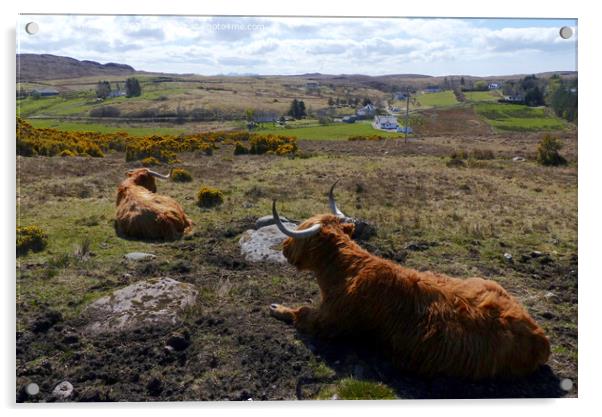 Time to relax - Highland cattle at Laide, Wester R Acrylic by Phil Banks