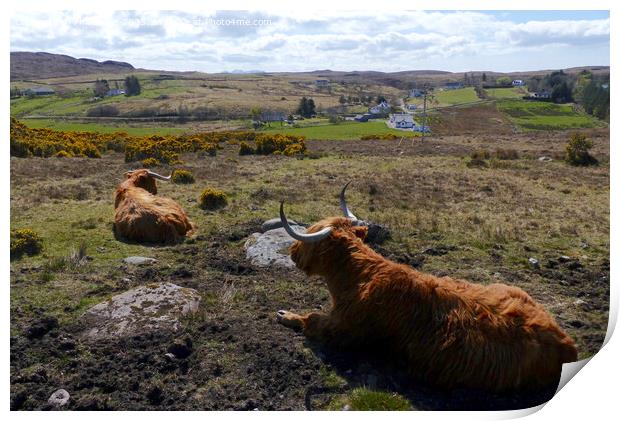 Time to relax - Highland cattle at Laide, Wester R Print by Phil Banks