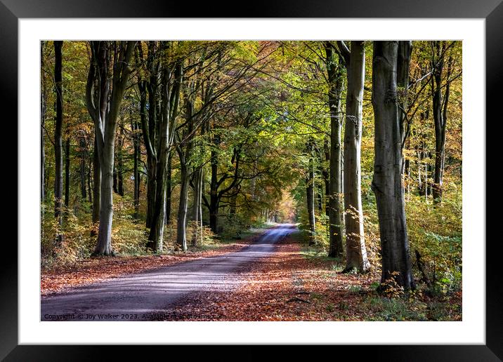 A road through a forest Framed Mounted Print by Joy Walker
