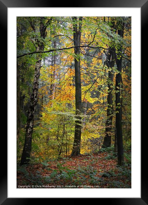 Autumn woodland Framed Mounted Print by Chris Mobberley