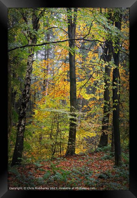 Autumn woodland Framed Print by Chris Mobberley