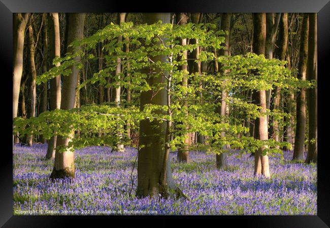 Bluebell woodland Framed Print by Simon Johnson