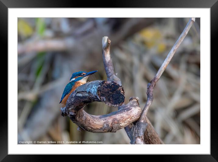 Young Male Kingfisher Framed Mounted Print by Darren Wilkes