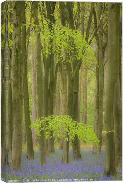 Beech woodland and Bluebells  Canvas Print by Simon Johnson