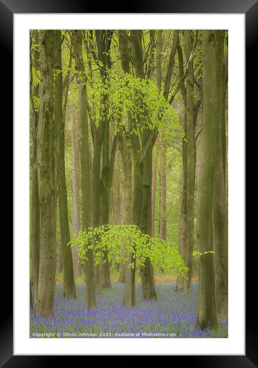 Beech woodland and Bluebells  Framed Mounted Print by Simon Johnson