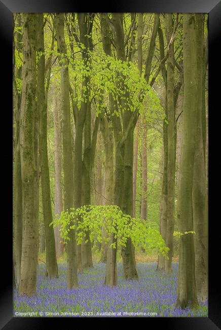 Beech woodland and Bluebells  Framed Print by Simon Johnson