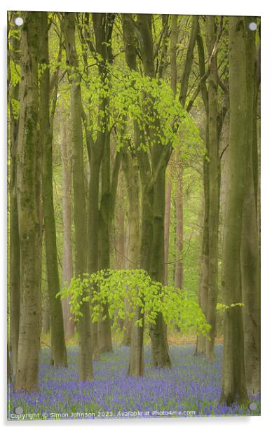 Beech woodland and Bluebells  Acrylic by Simon Johnson