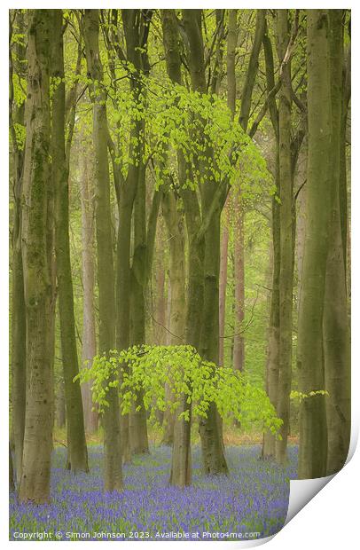 Beech woodland and Bluebells  Print by Simon Johnson