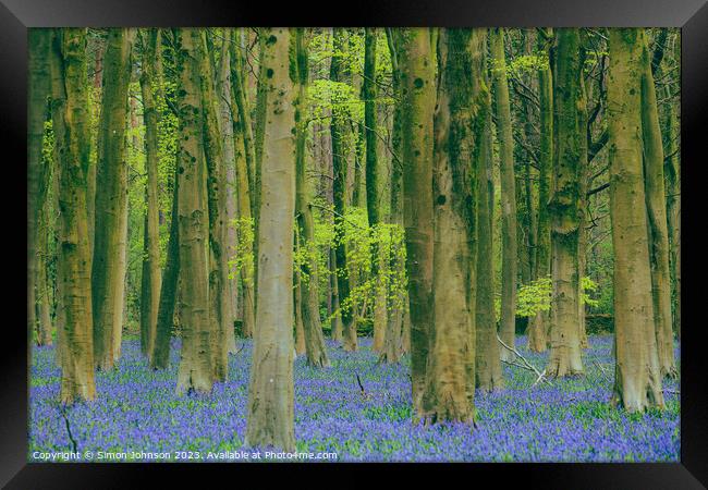 bluebell Woodland  Framed Print by Simon Johnson