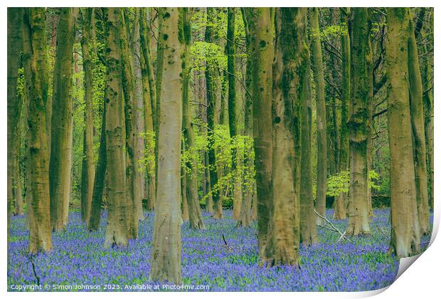 bluebell Woodland  Print by Simon Johnson