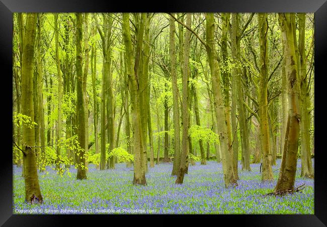 Bluebell Woodland  Framed Print by Simon Johnson