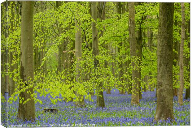 Beech leaves and bluebells  Canvas Print by Simon Johnson