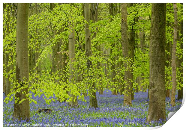 Beech leaves and bluebells  Print by Simon Johnson