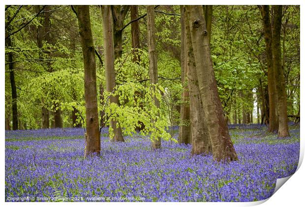 Bluebell Woodland  Print by Simon Johnson