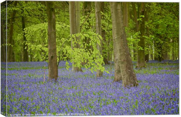 Bluebells and Beech woods  Canvas Print by Simon Johnson