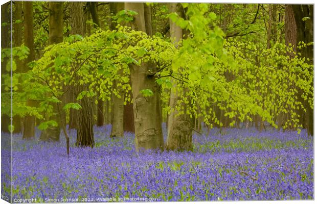 Beech Woodland and Bluebells  Canvas Print by Simon Johnson
