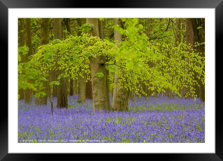 Beech Woodland and Bluebells  Framed Mounted Print by Simon Johnson