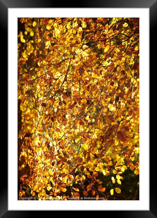 Golden autumn leaves Framed Mounted Print by Simon Johnson