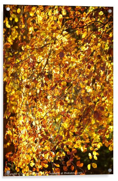 Golden autumn leaves Acrylic by Simon Johnson