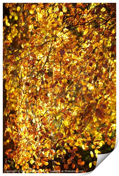 Golden autumn leaves Print by Simon Johnson