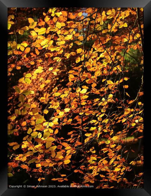 sunlit Beech leaves Framed Print by Simon Johnson