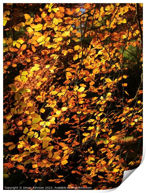 sunlit Beech leaves Print by Simon Johnson